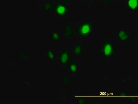 Monoclonal Anti-PLK1 antibody produced in mouse clone 2G12, purified immunoglobulin, buffered aqueous solution