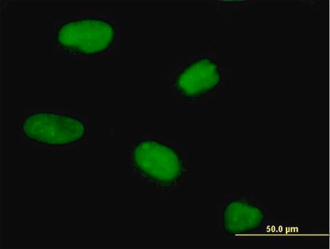 Anti-CENPV antibody produced in mouse purified immunoglobulin, buffered aqueous solution