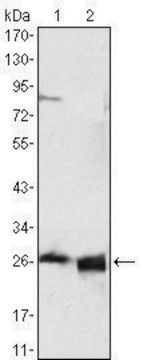 Monoclonal Anti-APOA1 antibody produced in mouse clone 5F4F5, ascites fluid