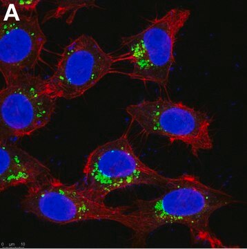 Anti-AIFM2 Antibody, clone 1I15 ZooMAb&#174; Rabbit Monoclonal recombinant, expressed in HEK 293 cells