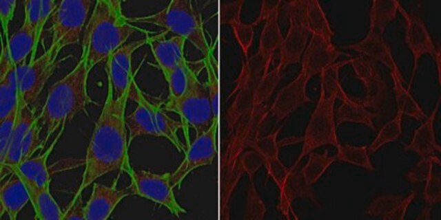 Anti-GPx4 Antibody, clone 1B4 clone 1B4, from rat