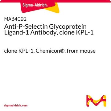 Anti-P-Selectin Glycoprotein Ligand-1 Antibody, clone KPL-1 clone KPL-1, Chemicon&#174;, from mouse