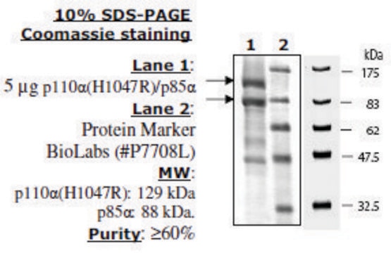 PI3 kinase [p110a(H1047R)/p85a] Active human recombinant, expressed in baculovirus infected insect cells, &#8805;60% (SDS-PAGE)