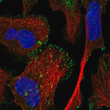 Anti-TRIM62 antibody produced in rabbit Prestige Antibodies&#174; Powered by Atlas Antibodies, affinity isolated antibody