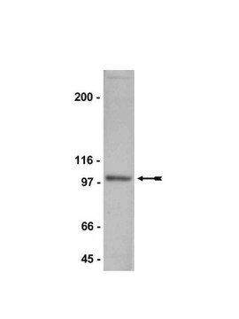 Anti-NR3B Antibody Upstate&#174;, from rabbit