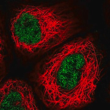 Anti-USF2 antibody produced in rabbit Prestige Antibodies&#174; Powered by Atlas Antibodies, affinity isolated antibody