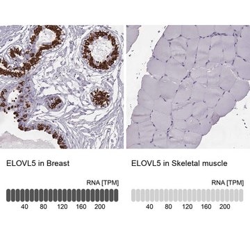 Anti-ELOVL5 antibody produced in rabbit Prestige Antibodies&#174; Powered by Atlas Antibodies, affinity isolated antibody, buffered aqueous glycerol solution