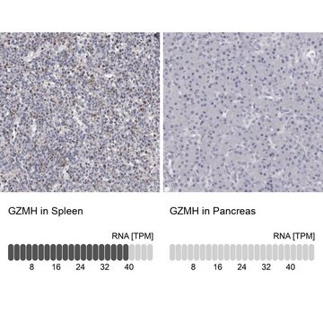 Anti-GZMH antibody produced in rabbit Prestige Antibodies&#174; Powered by Atlas Antibodies, affinity isolated antibody, buffered aqueous glycerol solution