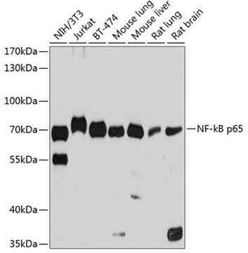 Anti-NF-kB p65 antibody produced in rabbit