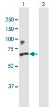 Anti-IFNAR1 antibody produced in mouse purified immunoglobulin, buffered aqueous solution