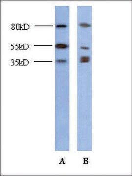 Anti-CSDA (AB2) antibody produced in rabbit IgG fraction of antiserum