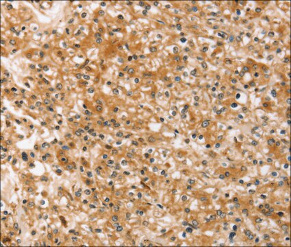 Anti-SLC40A1 antibody produced in rabbit affinity isolated antibody