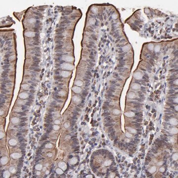 Anti-SLC15A1 antibody produced in rabbit Prestige Antibodies&#174; Powered by Atlas Antibodies, affinity isolated antibody, buffered aqueous glycerol solution