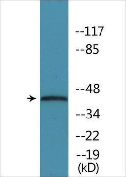 Anti-phospho-p38 MAPK (pThr179+Tyr181) antibody produced in rabbit affinity isolated antibody