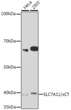 Anti-SLC7A11/xCT antibody produced in rabbit