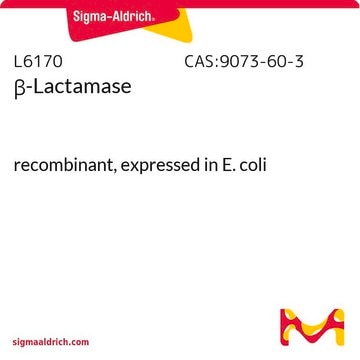 &#946;-Lactamase recombinant, expressed in E. coli