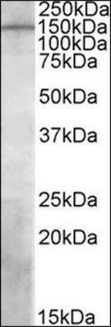 Anti-PREX1 antibody produced in goat affinity isolated antibody, buffered aqueous solution