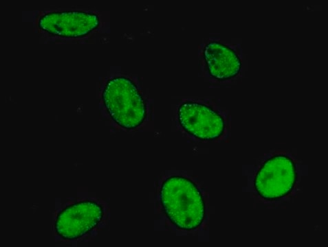 Anti-SNRPA antibody produced in mouse purified immunoglobulin, buffered aqueous solution