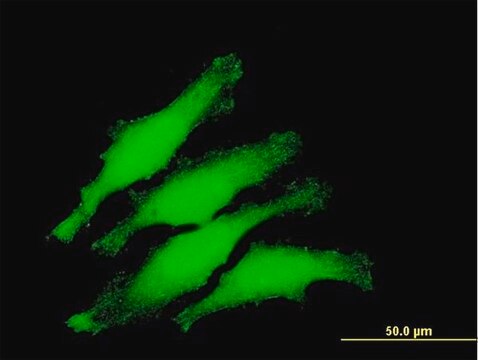 Anti-ZNF397 antibody produced in mouse purified immunoglobulin, buffered aqueous solution