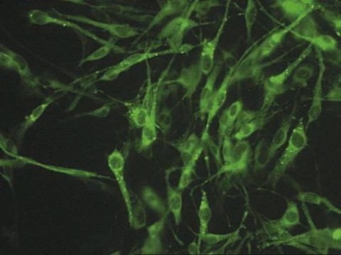 Anti-Connexin 45 Antibody, near CT, cytoplasmic, clone 8A11.2 clone 8A11.2, Chemicon&#174;, from mouse