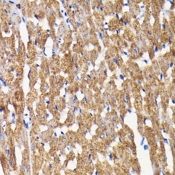 Anti-BNIP3 antibody produced in rabbit