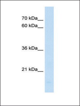 Anti-PPIF antibody produced in rabbit IgG fraction of antiserum