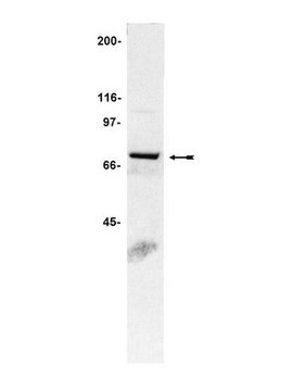 Anti-gp91-phox Antibody Upstate&#174;, from rabbit