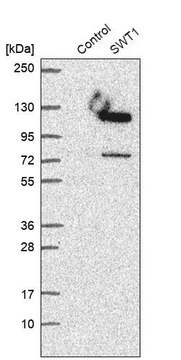 Anti-SWT1 antibody produced in rabbit Prestige Antibodies&#174; Powered by Atlas Antibodies, affinity isolated antibody, buffered aqueous glycerol solution