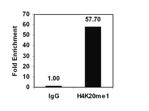 ChIPAb+ Monomethyl-Histone H4 (Lys20) - ChIP Validated Antibody and Primer Set from rabbit, purified by affinity chromatography