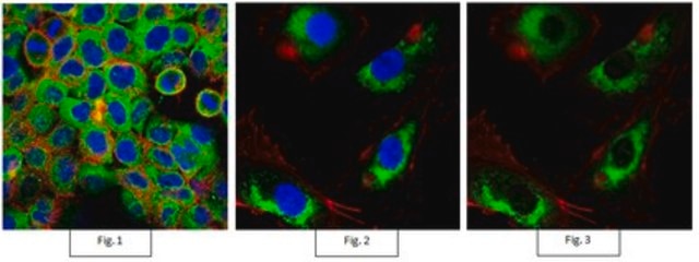 Anti-Prohibitin-2/PHB2 Antibody, clone 7F8E3 clone 7F8E3, from rat