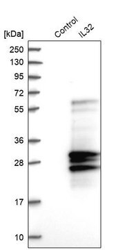 Anti-IL32 antibody produced in rabbit Prestige Antibodies&#174; Powered by Atlas Antibodies, affinity isolated antibody, buffered aqueous glycerol solution