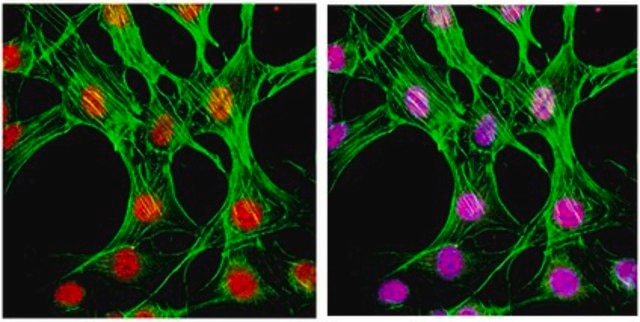 Anti-phospho-p38 (Thr180/Tyr182) Antibody, clone 6E5.2 clone 6E5.2, from mouse