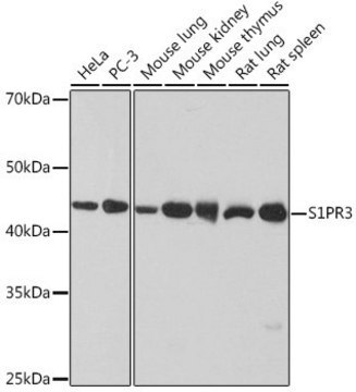 Anti-S1PR3 antibody produced in rabbit