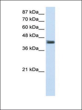 Anti-POU4F1 antibody produced in rabbit IgG fraction of antiserum