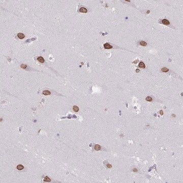 Anti-ARNTL2 antibody produced in rabbit Prestige Antibodies&#174; Powered by Atlas Antibodies, affinity isolated antibody, buffered aqueous glycerol solution