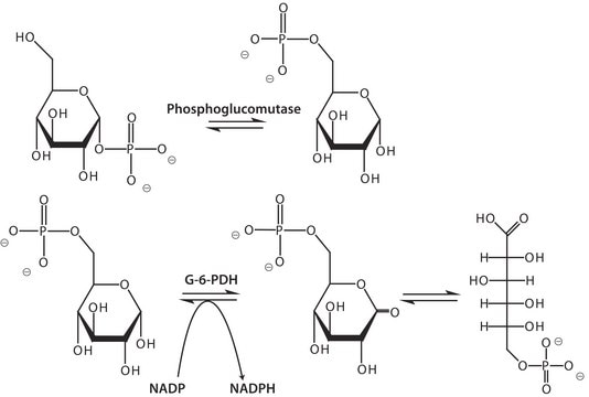 Phosphoglucomutase from rabbit muscle