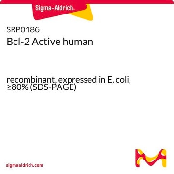 Bcl-2 Active human recombinant, expressed in E. coli, &#8805;80% (SDS-PAGE)