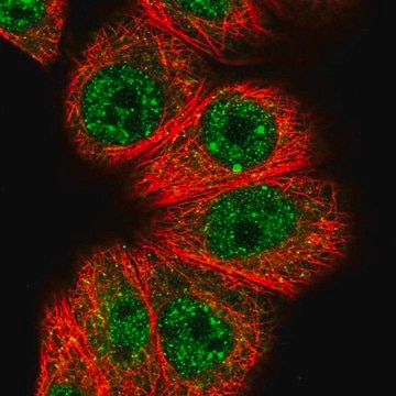 Anti-HOXB7 antibody produced in rabbit affinity isolated antibody, buffered aqueous glycerol solution