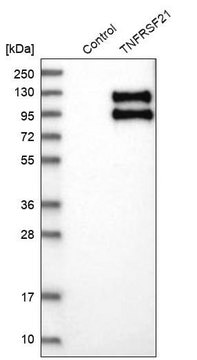 Anti-TNFRSF21 antibody produced in rabbit Prestige Antibodies&#174; Powered by Atlas Antibodies, affinity isolated antibody, buffered aqueous glycerol solution