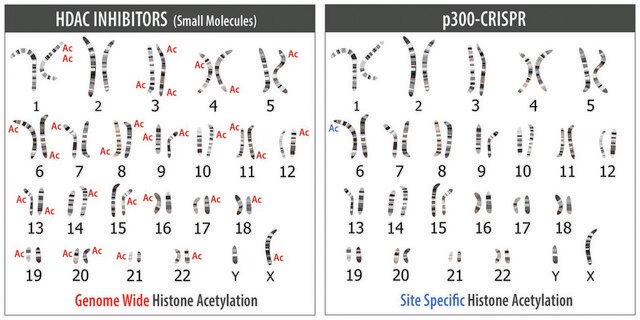 Sigma CRISPR dCas9-p300 Activator Expression Plasmid