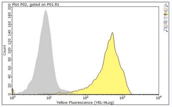 Anti-CD47 Antibody, clone C5/D5 clone C5/D5, from mouse