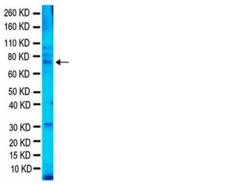 Anti-Fragile X Mental Retardation Protein Antibody, clone 1C3 ascites fluid, clone 1C3, Chemicon&#174;