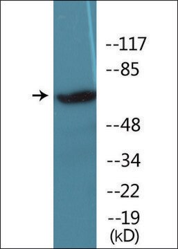 Anti-phospho-IRAK1 (pThr209) antibody produced in rabbit affinity isolated antibody