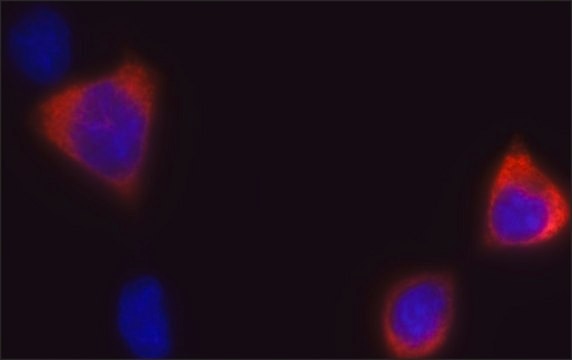 Anti-CRISPR/Cas9 (C-terminal) antibody, Mouse monoclonal clone 10C11-A12, purified from hybridoma cell culture