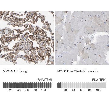 Anti-MYO1C antibody produced in rabbit Prestige Antibodies&#174; Powered by Atlas Antibodies, affinity isolated antibody, buffered aqueous glycerol solution