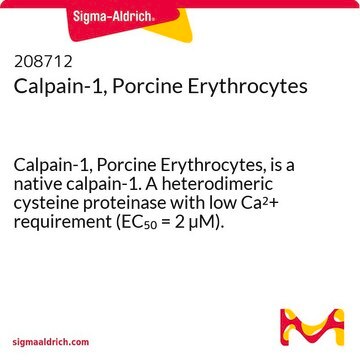 Calpain-1, Porcine Erythrocytes Calpain-1, Porcine Erythrocytes, is a native calpain-1. A heterodimeric cysteine proteinase with low Ca2+ requirement (EC&#8325;&#8320; = 2 &#181;M).