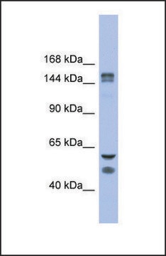 Anti-FBXL10 affinity isolated antibody