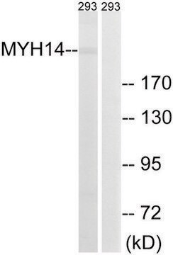 Anti-MYH14 antibody produced in rabbit affinity isolated antibody