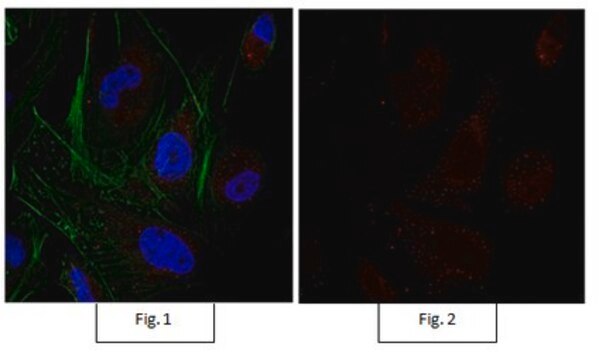 Anti-Sox9 Antibody, Alexa Fluor&#8482; 555 conjugate from rabbit, ALEXA FLUOR&#8482; 555