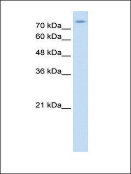 Anti-SLC20A2 antibody produced in rabbit affinity isolated antibody